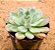 Echeveria Green bumps - Imagem 2