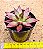 Echeveria Red soul - Imagem 3