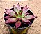 Echeveria Red soul - Imagem 2