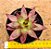 Echeveria Red soul - Imagem 1