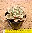 Echeveria jade star variegata - Imagem 3
