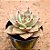 Echeveria jade star variegata - Imagem 2