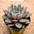 Echeveria ace of hearts - Imagem 2