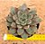 Echeveria ace of hearts - Imagem 1