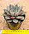 Echeveria ace of hearts - Imagem 3