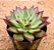 Echeveria red blood - Imagem 1