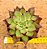 Echeveria red blood - Imagem 3