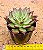 Echeveria red blood - Imagem 2