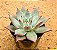 Echeveria Colorata nauala - Imagem 2