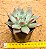 Echeveria Colorata nauala - Imagem 3