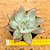 Echeveria Colorata nauala - Imagem 1