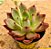 Echeveria Orange night - Imagem 1