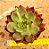 Echeveria Orange night - Imagem 2