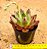 Echeveria Orange night - Imagem 3