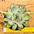Echeveria pulidonis christmas bumps - Imagem 1