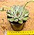 Echeveria pulidonis christmas bumps - Imagem 3