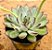 Echeveria pulidonis christmas bumps - Imagem 2