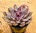 Echeveria black knight - Imagem 2
