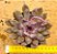 Echeveria black knight - Imagem 1