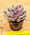 Echeveria black knight - Imagem 3