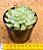 Echeveria Shaviana verrugas - Imagem 2