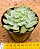Echeveria Shaviana verrugas - Imagem 3