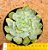 Echeveria Shaviana verrugas - Imagem 1