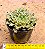 Echeveria Starfire - Imagem 3