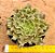 Echeveria Starfire - Imagem 1
