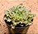 Echeveria Starfire - Imagem 2