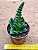 Crassula barbata - Imagem 1