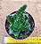 Crassula barbata - Imagem 4