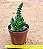 Crassula barbata - Imagem 3