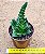 Crassula barbata - Imagem 2