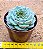 Echeveria red velvet - Imagem 3