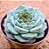Echeveria red velvet - Imagem 2