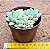 Graptosedum Cheesecake - Imagem 3