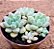Graptosedum Cheesecake - Imagem 2