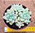 Graptosedum Cheesecake - Imagem 1