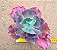 Echeveria gibbiflora mauna loa (desenvolve carunculas) - Imagem 3