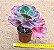 Echeveria gibbiflora mauna loa (desenvolve carunculas) - Imagem 4