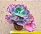 Echeveria gibbiflora mauna loa (desenvolve carunculas) - Imagem 1