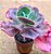 Echeveria gibbiflora mauna loa (desenvolve carunculas) - Imagem 2