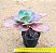 Echeveria Suyon - Imagem 2