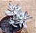 Crassula candy cane - Imagem 1