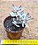 Crassula candy cane - Imagem 2