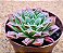 Echeveria longissima com carunculas - Imagem 2