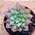 Echeveria longissima com carunculas - Imagem 3