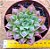 Echeveria longissima com carunculas - Imagem 1
