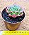 Echeveria longissima com carunculas - Imagem 4